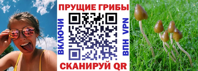 Псилоцибиновые грибы мухоморы площадка состав Эртиль что такое